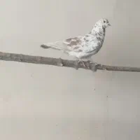 کبوتر قلمکاری