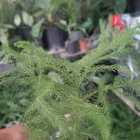 کاج مطبق|گل و گیاه طبیعی|ویلکیج, |دیوار