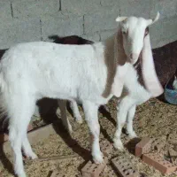 فروشی|حیوانات مزرعه|سراوان, |دیوار