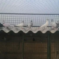 کفتر نر. ماده سالم ناجلد