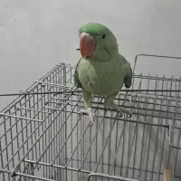 جوحه شاه طوطی نر سه ماهه دون خور|پرنده|کرج, دهقان ویلا|دیوار