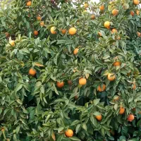 نارنج آبداردرجه یک