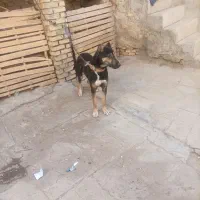 توله یه ساله افغانی|سگ|بهار, |دیوار