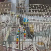 یک جفت عروس هلندی|پرنده|بجنورد, |دیوار