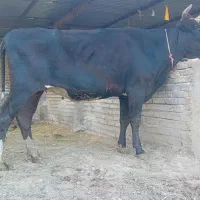 گاو قربانی نزاییده چاق اوله ۷ نفره هرسهم۳۸ت گوساله