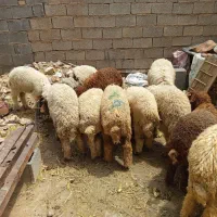 گوسفند نر شرطی
