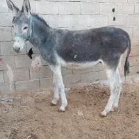 خریدوفروش خر یاهمون الاغ اسب ومادیون پالونی