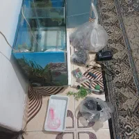 فروش آکواریوم سالم ۶میل درجه۱