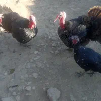 بوقلمو نکردی|حیوانات مزرعه|ماهیدشت, |دیوار