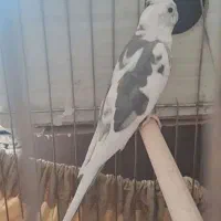 عروس هلندی دوکت سالم سرحال نژاد