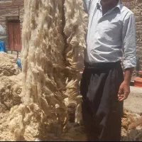 پشم گوسفند