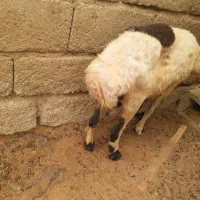 میش جوان با بره|حیوانات مزرعه|تخت, |دیوار