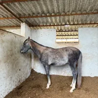 فروش اسب ترکمن|اسب و تجهیزات اسب‌سواری|گرگان, |دیوار