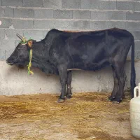 گاو شکم دار ۸ ماه جوان درشت