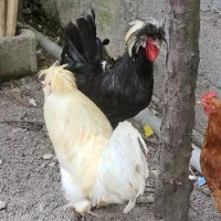 ۲عدد خروس لهستانی سالم