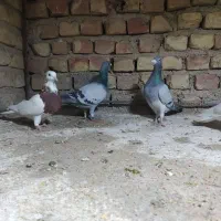 کبوترپلاکی و رنگی