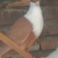 فروش پرندهای جفتگاه