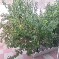 اجاره خانه ویلایی اول فاز۵گلشهر۱۸متری|اجارهٔ خانه و ویلا|زنجان, |دیوار