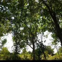 زمین باغی 3000متر