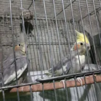 پرنده