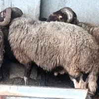 دو راس قوچ شاخ دار خیلی گردن کلفت چاق پر گوشت