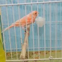 قناری|پرنده|زرند, |دیوار