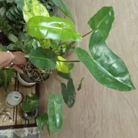 گل و گیاه آپارتمانی|گل و گیاه طبیعی|رشت, پل تالشان|دیوار