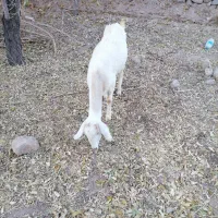 فروش یا معاوضه بز|حیوانات مزرعه|تفت, |دیوار