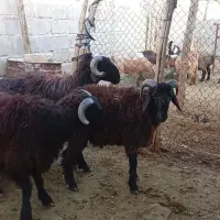 فروش بره چاق