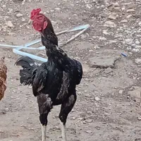 مرغ‌و‌خروس‌لاری