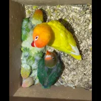 طوطی برزیلی نر و ماده شرطی شرطی شرطی