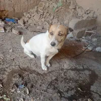 پاکوتاه|سگ|چناران, |دیوار