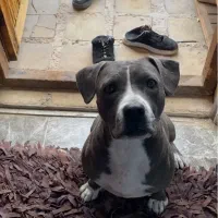 پیت بول اِستافوردشایر|سگ|کرج, فاز ۳ مهرشهر|دیوار