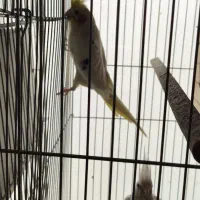 عروس هلندی|پرنده|پاکدشت, پاکدشت (مامازند)|دیوار