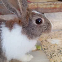 خرگوش قهوه‌ای