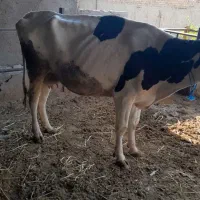 گوساله