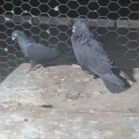 ۳تا کفتر خوب