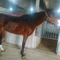 اسب دو خون|اسب و تجهیزات اسب‌سواری|خوی, |دیوار