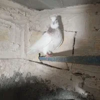 فروش کبوتر|پرنده|مریوان, |دیوار