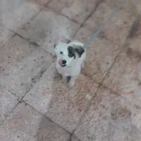 سلام واکسن زده. و بازی گوش|سگ|بندرعباس, |دیوار