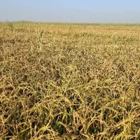 شلتوک درجه یک|خوردنی و آشامیدنی|اهواز, اسماعیلیه|دیوار