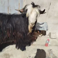 یه عدد بعده فروشی فوری تا عصر