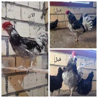 گلین