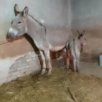 شیرالاغ تحویل همدان بهار لالجین