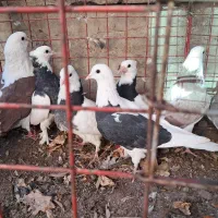 کبوتر|پرنده|تفت, |دیوار