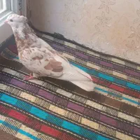 نر هفت‌رنگ دم سفید