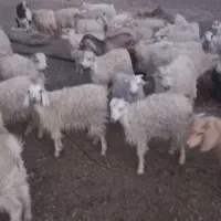 گوسفند کهره راینی