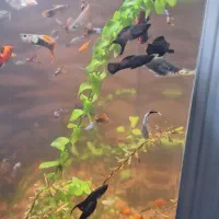 اکواریوم پلنت شیشه خم|ماهی|قم, شاه سید علی|دیوار