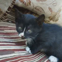 گربه واکذاری