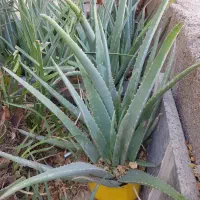 فروش الوئه ورا|گل و گیاه طبیعی|ایلام, |دیوار